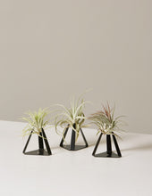 Load image into Gallery viewer, Air Plant Trio
